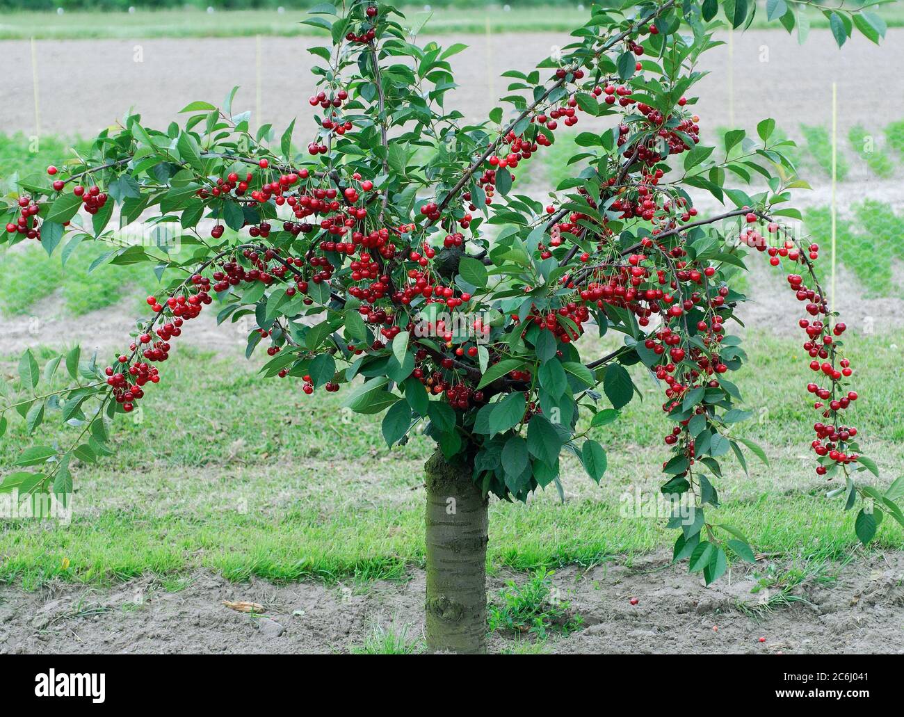 Prunus cerasus Scharoe, Prunus cerasus Scharoe Stock Photo