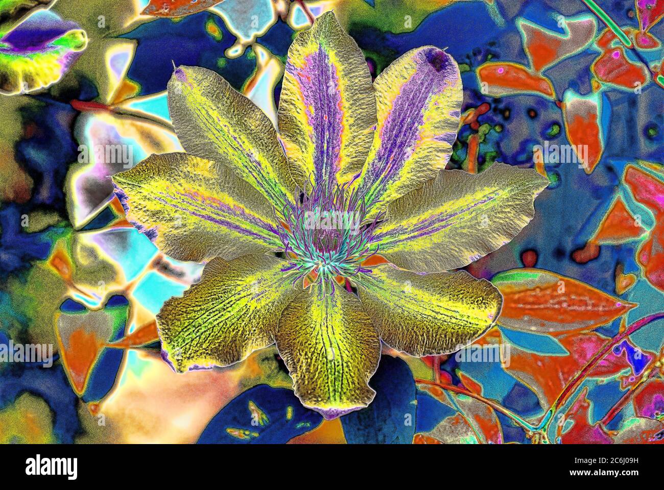 Digitally manipulated macro flower image. Psychedelic, Brilliant colours. Conceptual.  Green and blue shades, alstroemeria flower heads arrangement. Stock Photo