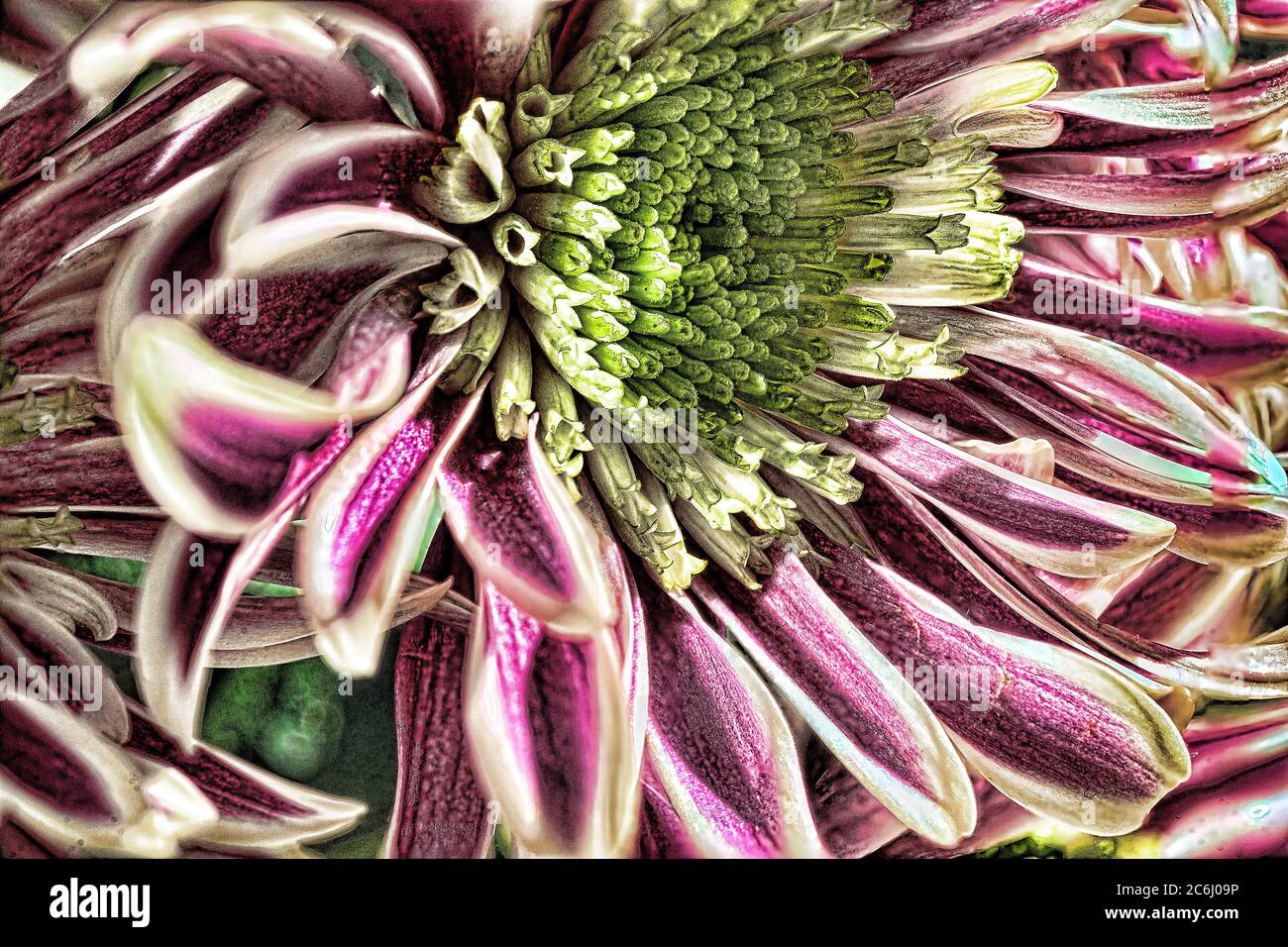 Digitally manipulated macro flower image. Brilliant colours. Conceptual.  Green, yellw, pink, shades, chrysanthemum flower heads arrangement. Stock Photo