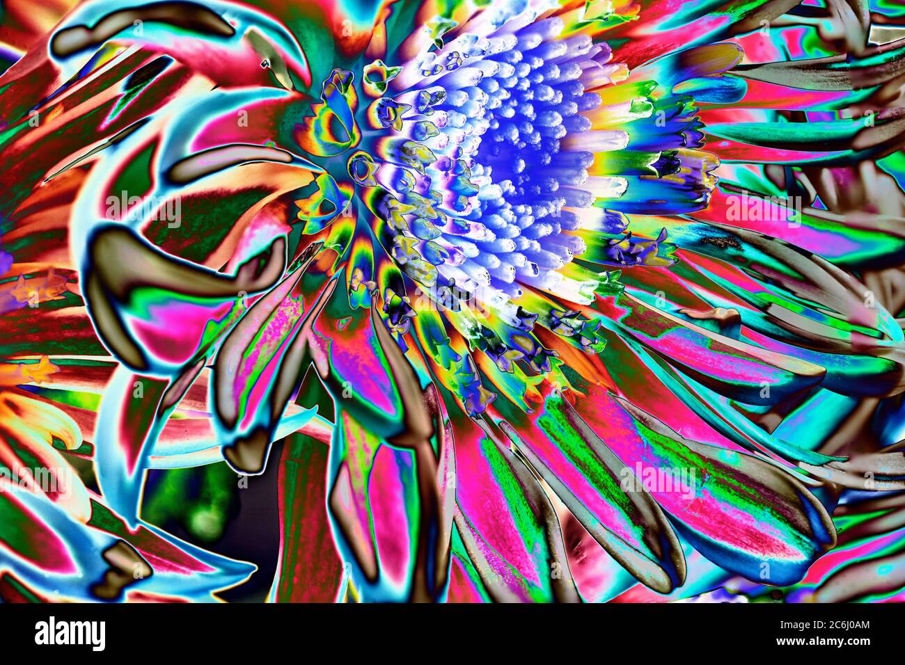 Digitally manipulated macro flower image. Brilliant colours. Conceptual.  Green, yellw, shades, chrysanthemum flower heads arrangement. Stock Photo