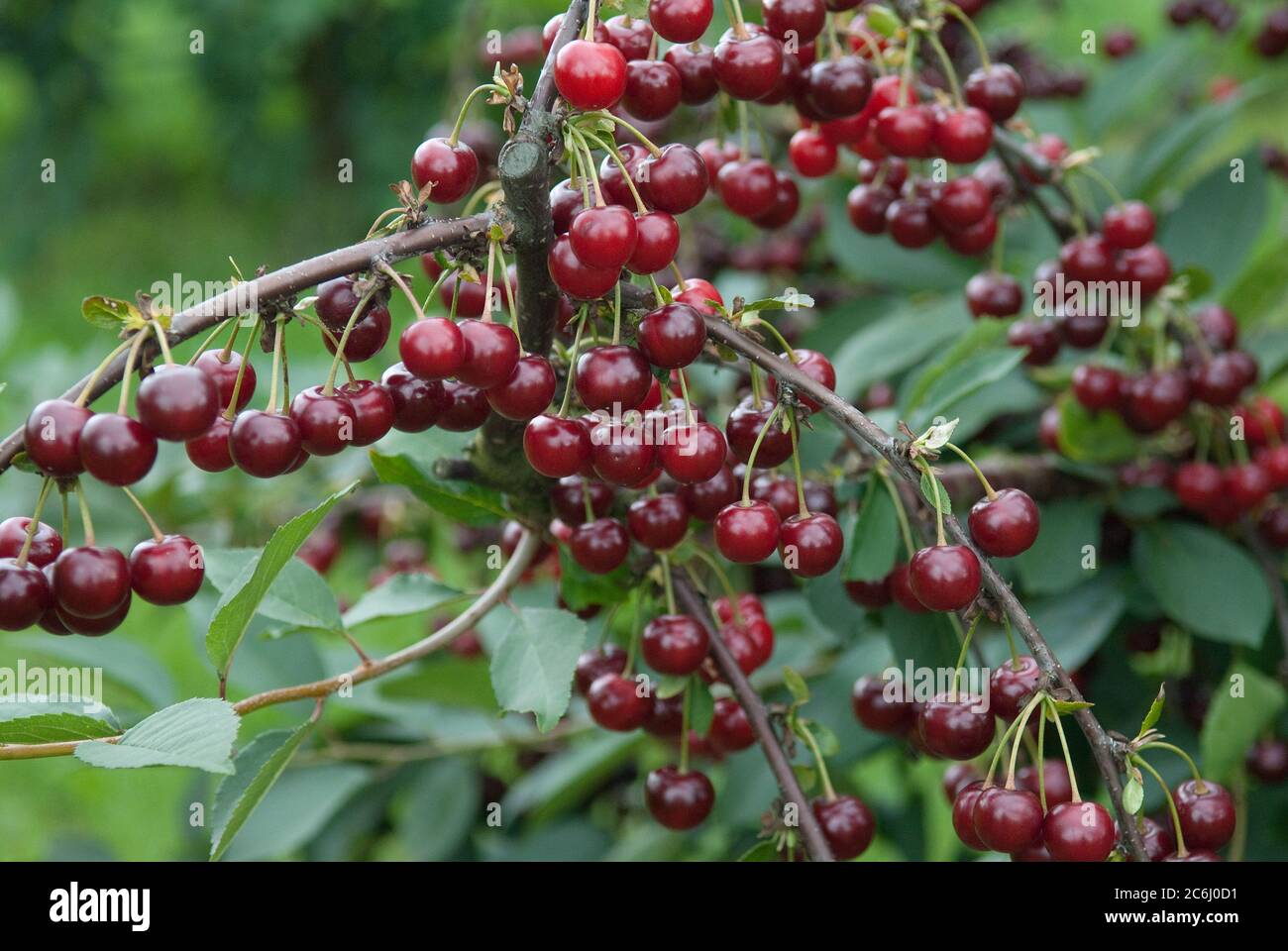 Sauerkirschen Prunus Cerasus Schattenmorelle Boscha Sour Cherries Prunus Cerasus Morello Boscha Stock Photo Alamy