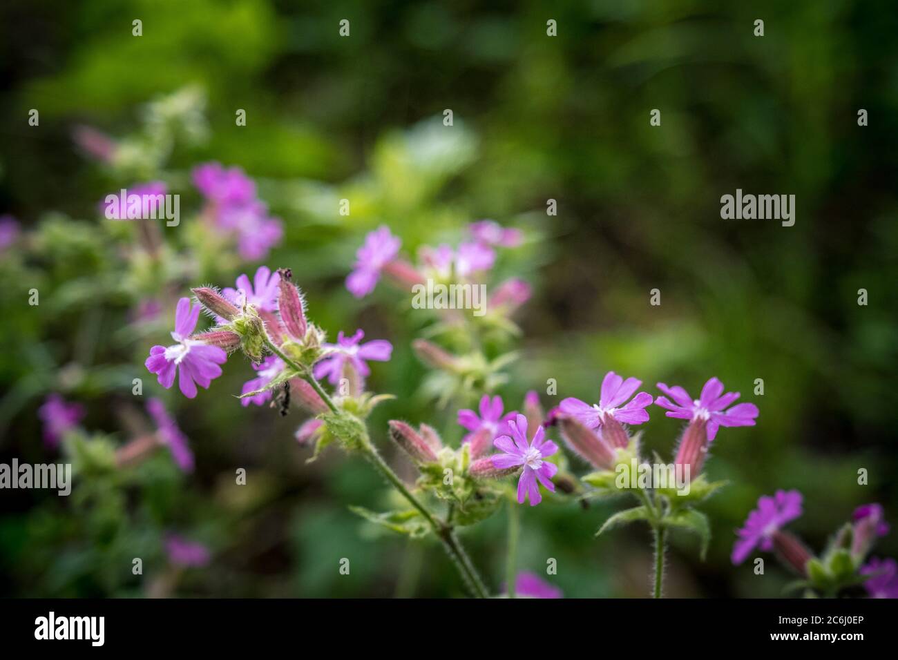 Summer wild flowers Stock Photo