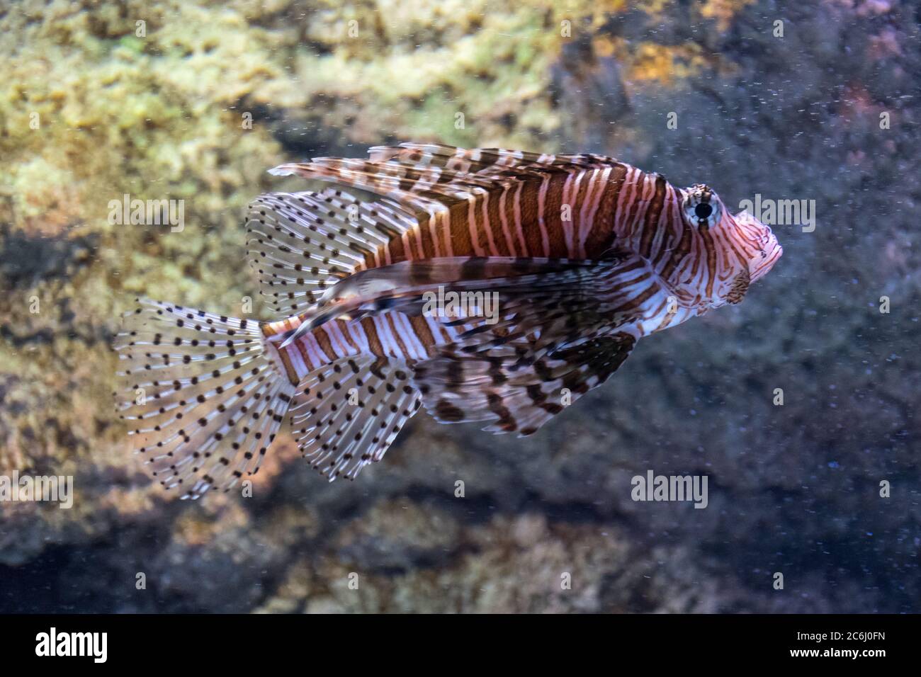 Red lionfish, predatory scorpion fish, close up Stock Photo