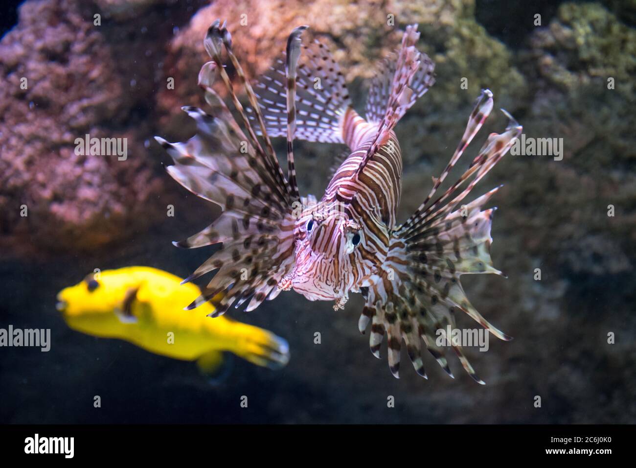 Red lionfish, predatory scorpion fish, close up Stock Photo