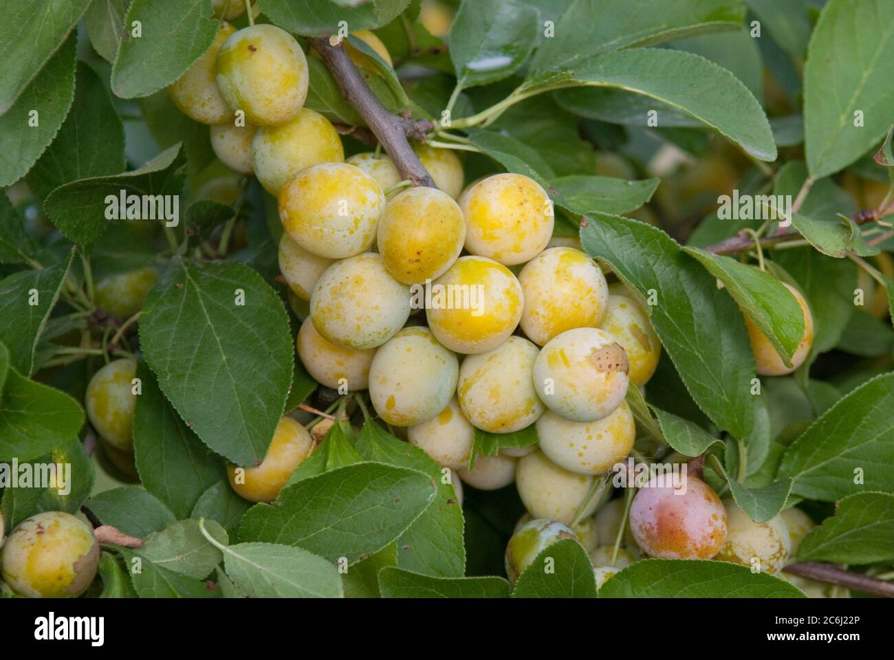 Mirabellen Prunus domestica Nancymirabelle, Mirabelle Prunus domestica Nancy Mirabelle Stock Photo