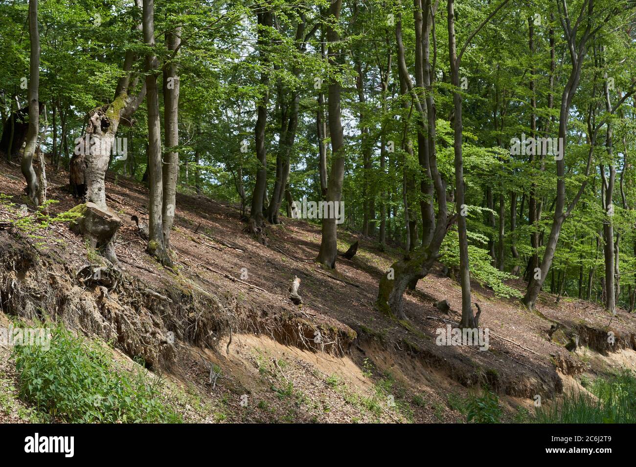 Scenic view of beech forest. Natural beech forest during a sunny day. Stock Photo