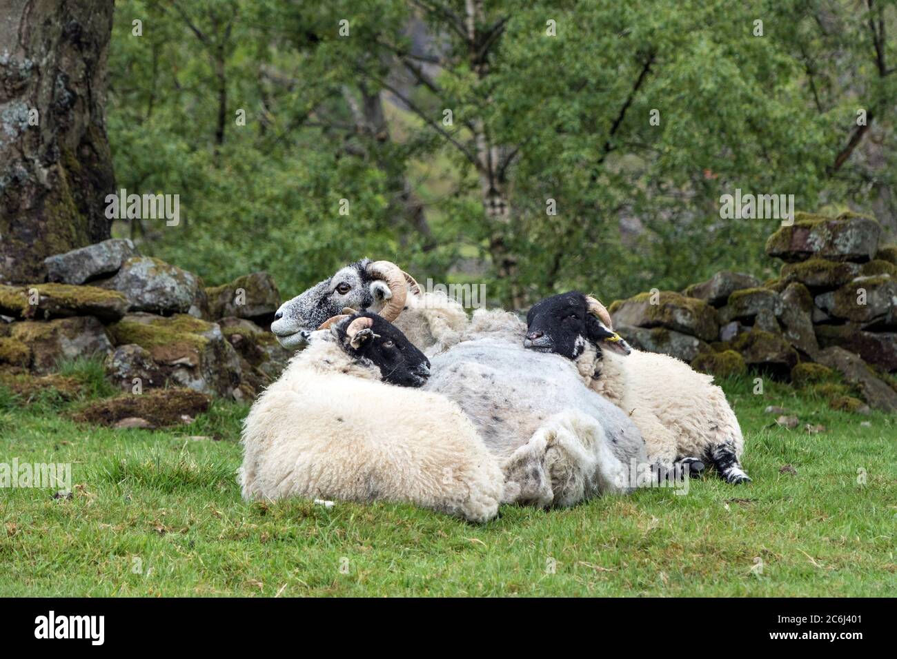 Two Lambs Snuggled Up to their Mother, Swaledale, Yorkshire Dales, UK Stock Photo