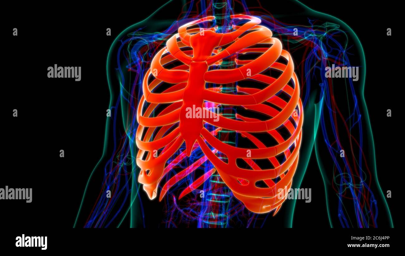 Human skeleton anatomy Rib Cage 3D Rendering For Medical Concept Stock ...