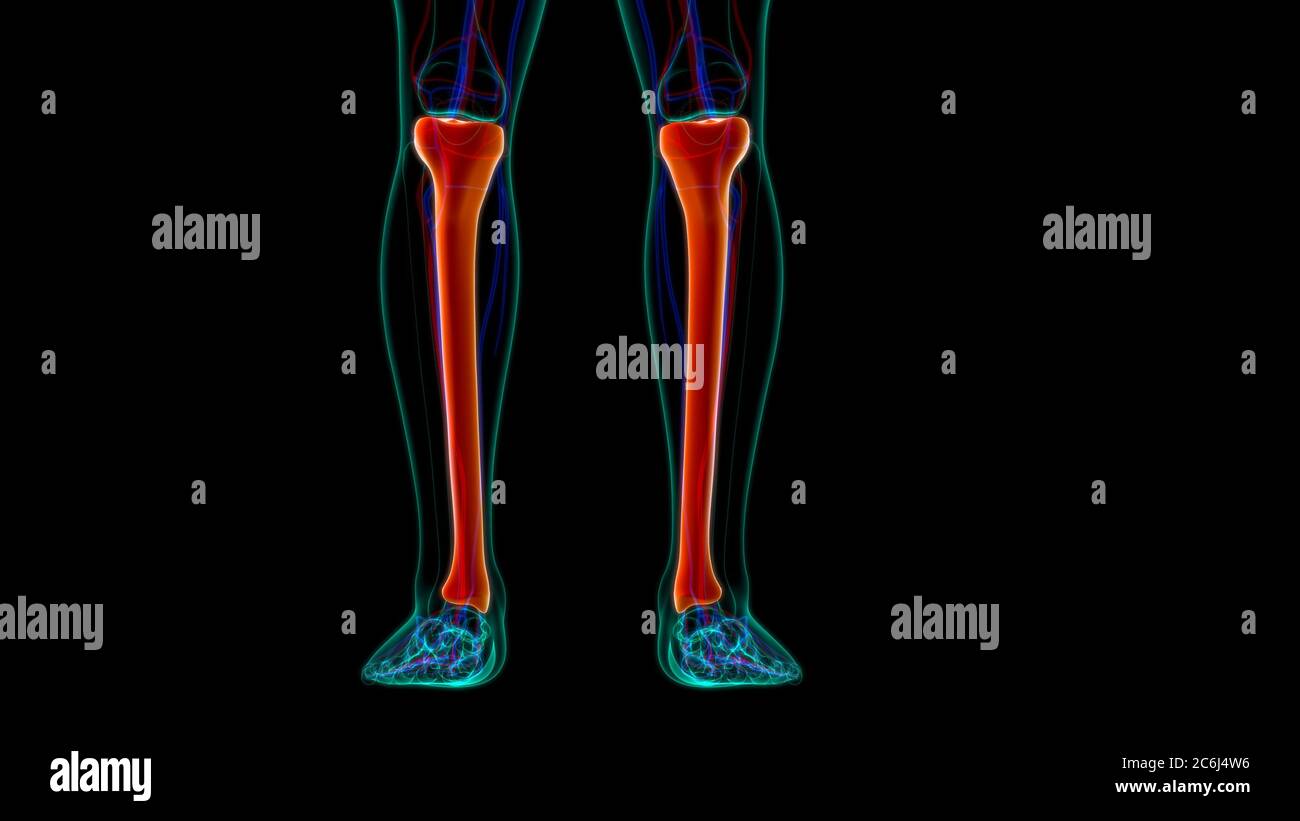 Human skeleton anatomy Tibia Bone 3D Rendering For Medical Concept ...