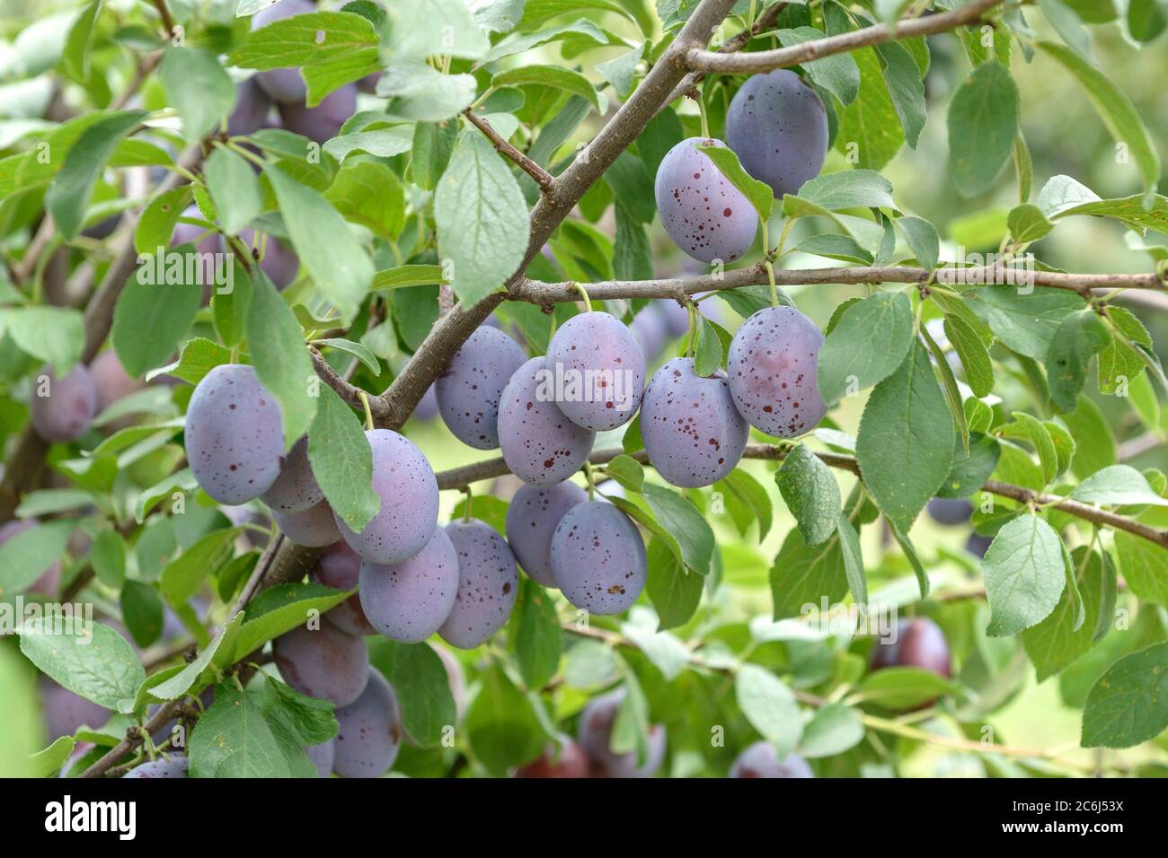 Pflaume Prunus domestica Zum Felde, Plum Prunus domestica to field Stock Photo
