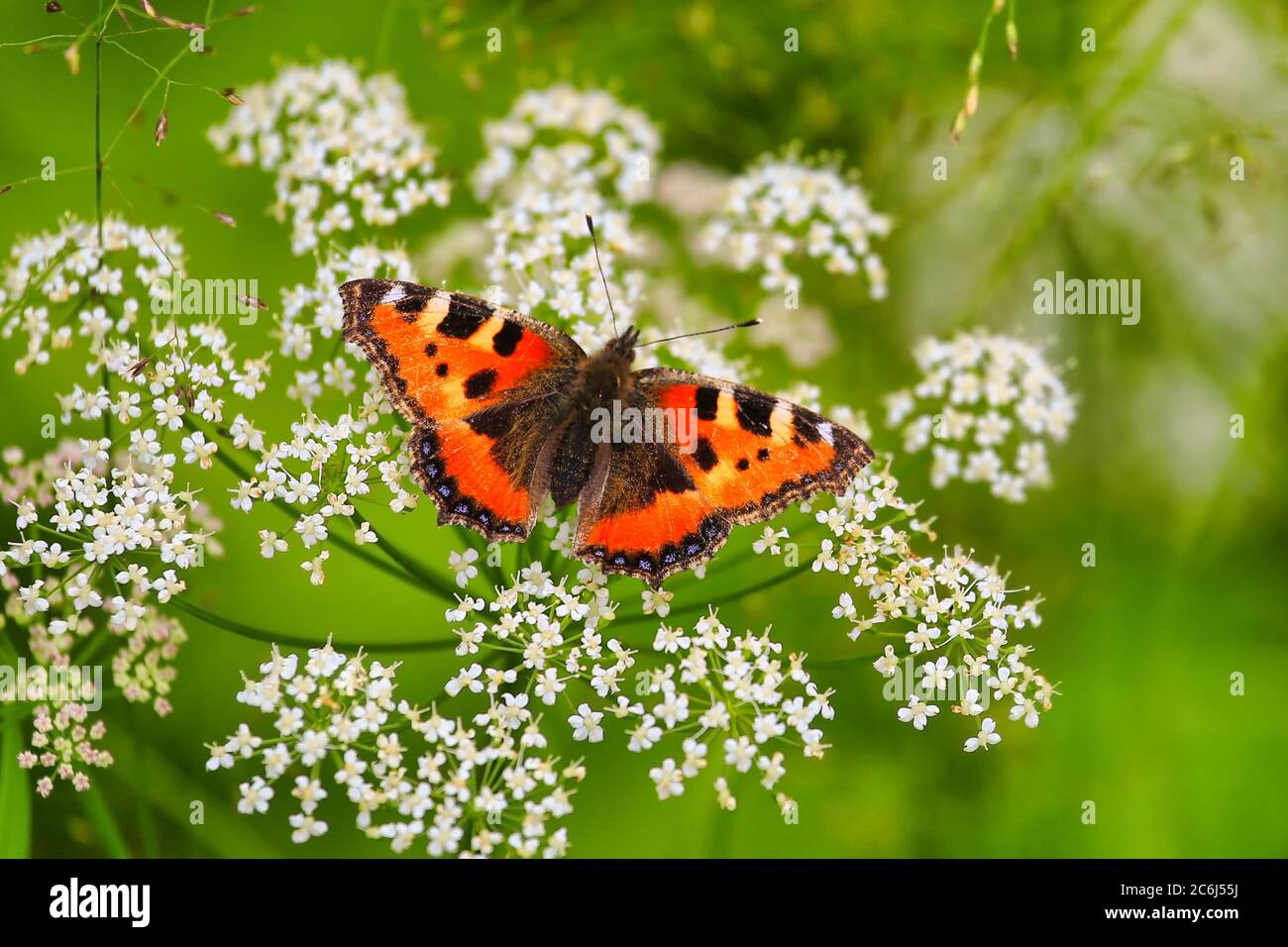 Small Tortoiseshell butterfly, Aglais urticae, feeding on white flowers of Cow parsley, Anthriscus sylvestris. Stock Photo
