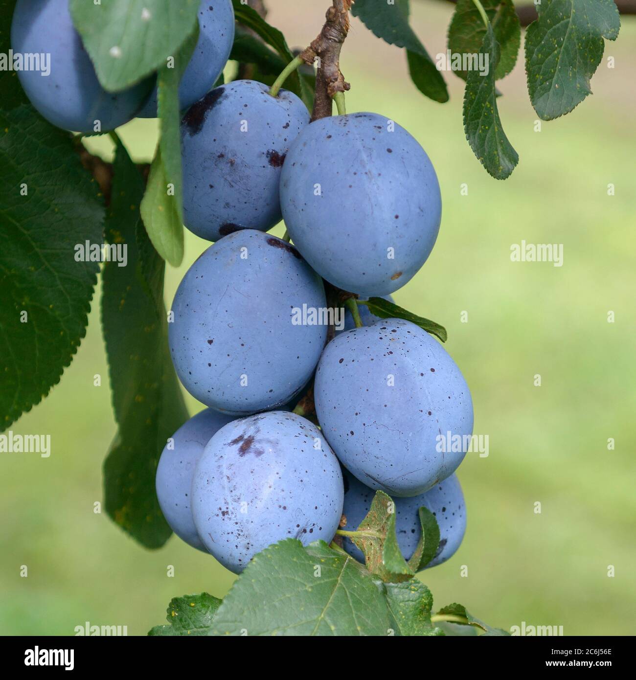 Zwetsche Prunus domestica CACAKS BESTE, Prune Prunus domestica Cacaks BEST Stock Photo