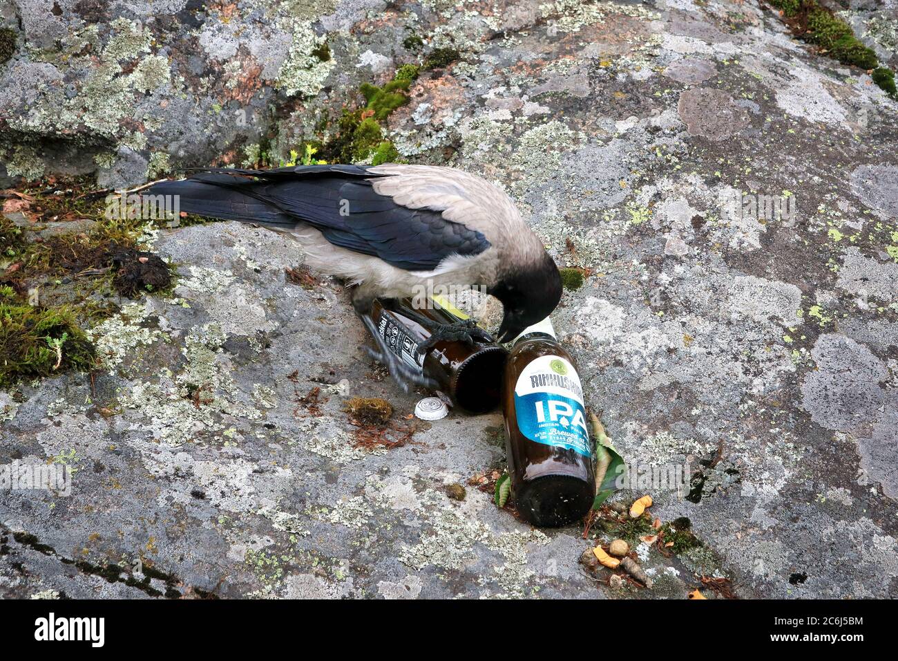 Young Hooded Crow, Corvus cornix, pecking a beer bottle in a place where somebody has been drinking and smoking. Learning bad habits concept. Stock Photo