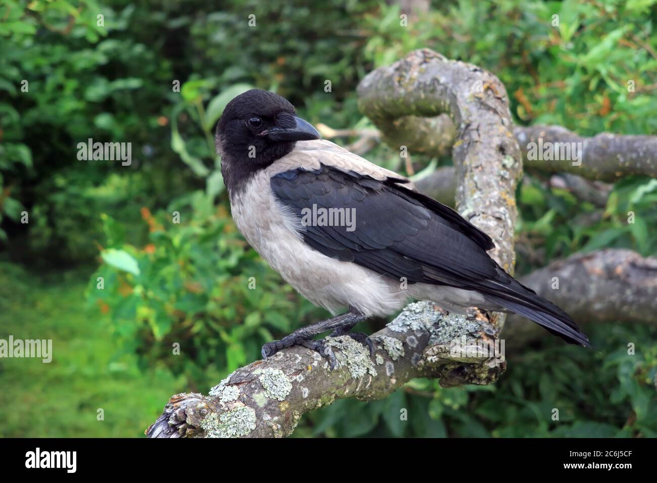 Young Hooded Crow, Corvus cornix, close up perched on a tree on a day of summer. Stock Photo