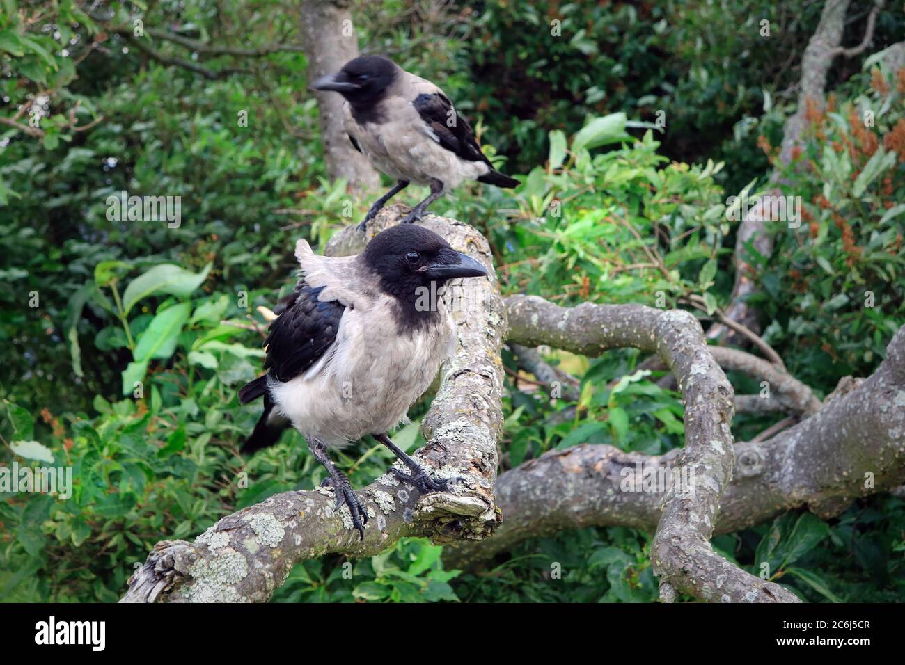 Two young Hooded Crows, Corvus cornix, perched on a tree on a day of summer. Stock Photo