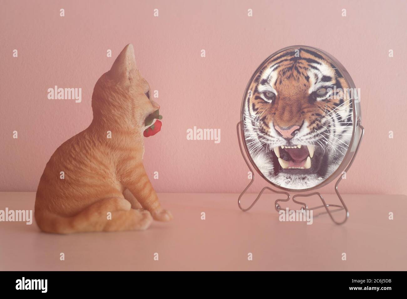 Kitten looks in the mirror and sees himself reflected like a tiger