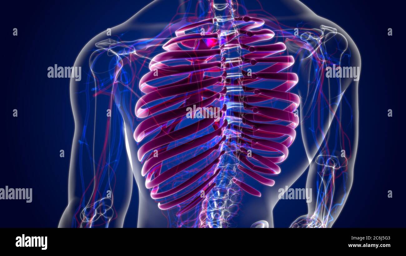 Human skeleton anatomy Rib Cage 3D Rendering For Medical Concept Stock ...