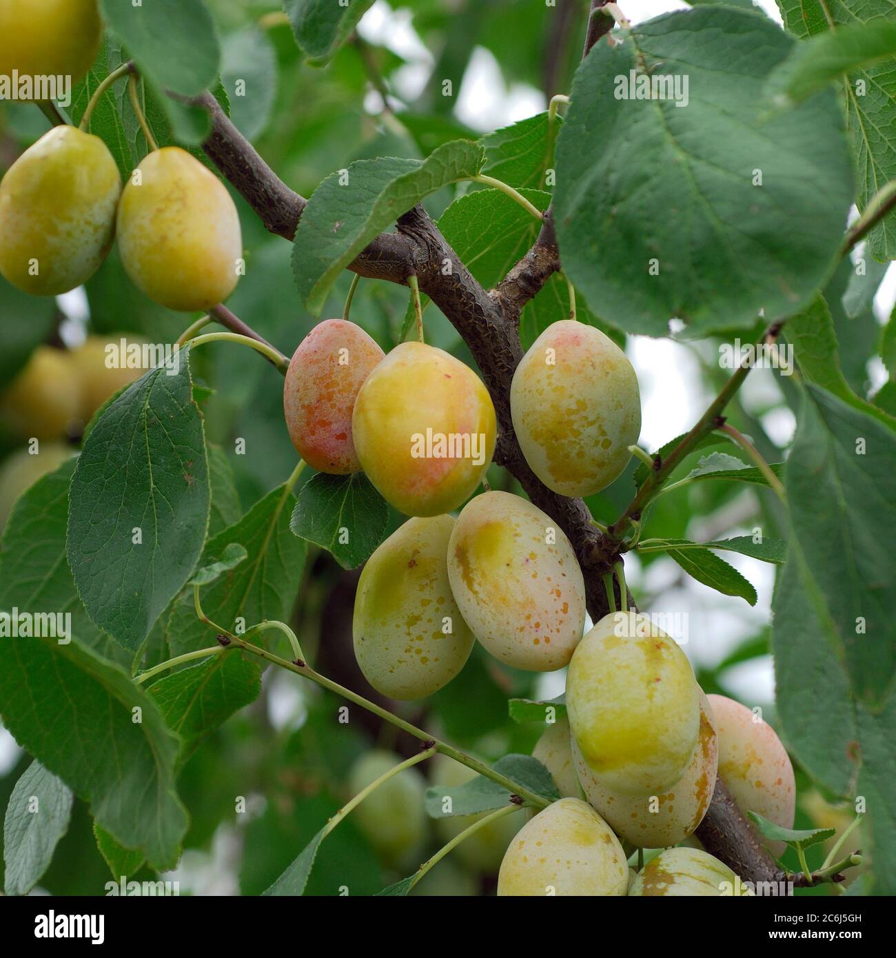 Prunus domestica Tipala, Prunus domestica Tipala Stock Photo