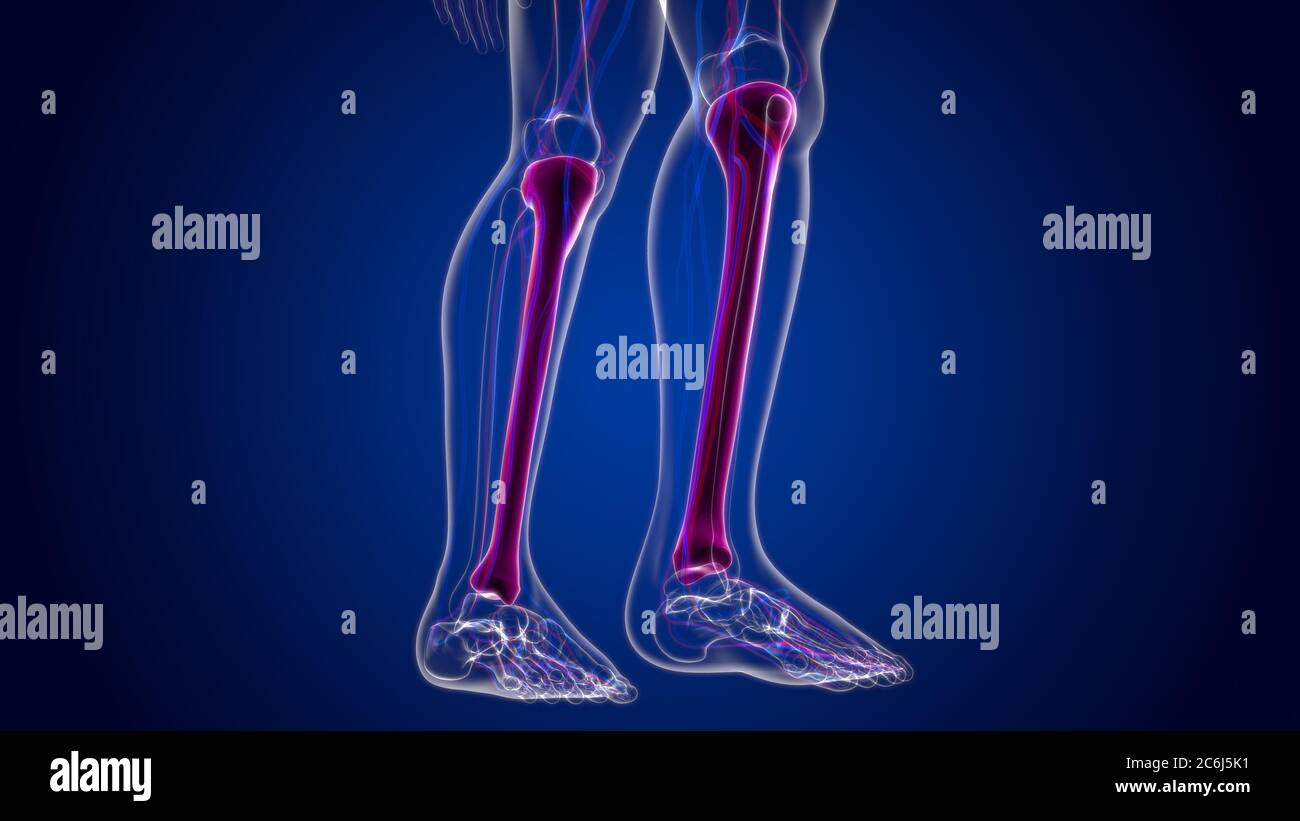 Human skeleton anatomy Tibia Bone 3D Rendering For Medical Concept ...