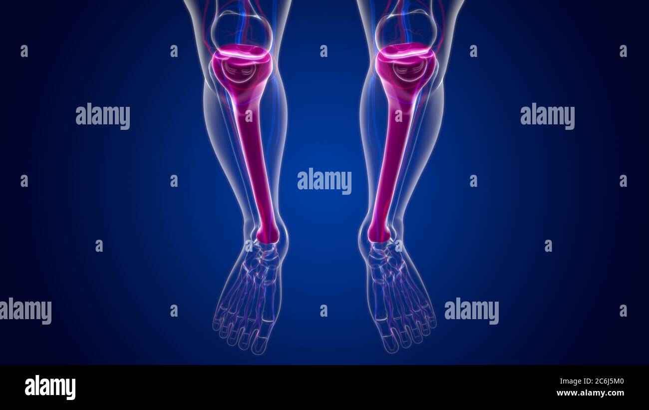 Human skeleton anatomy Tibia Bone 3D Rendering For Medical Concept ...