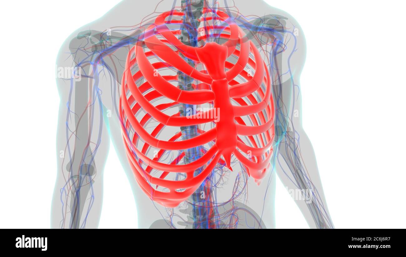 Human skeleton anatomy Rib Cage 3D Rendering For Medical Concept Stock