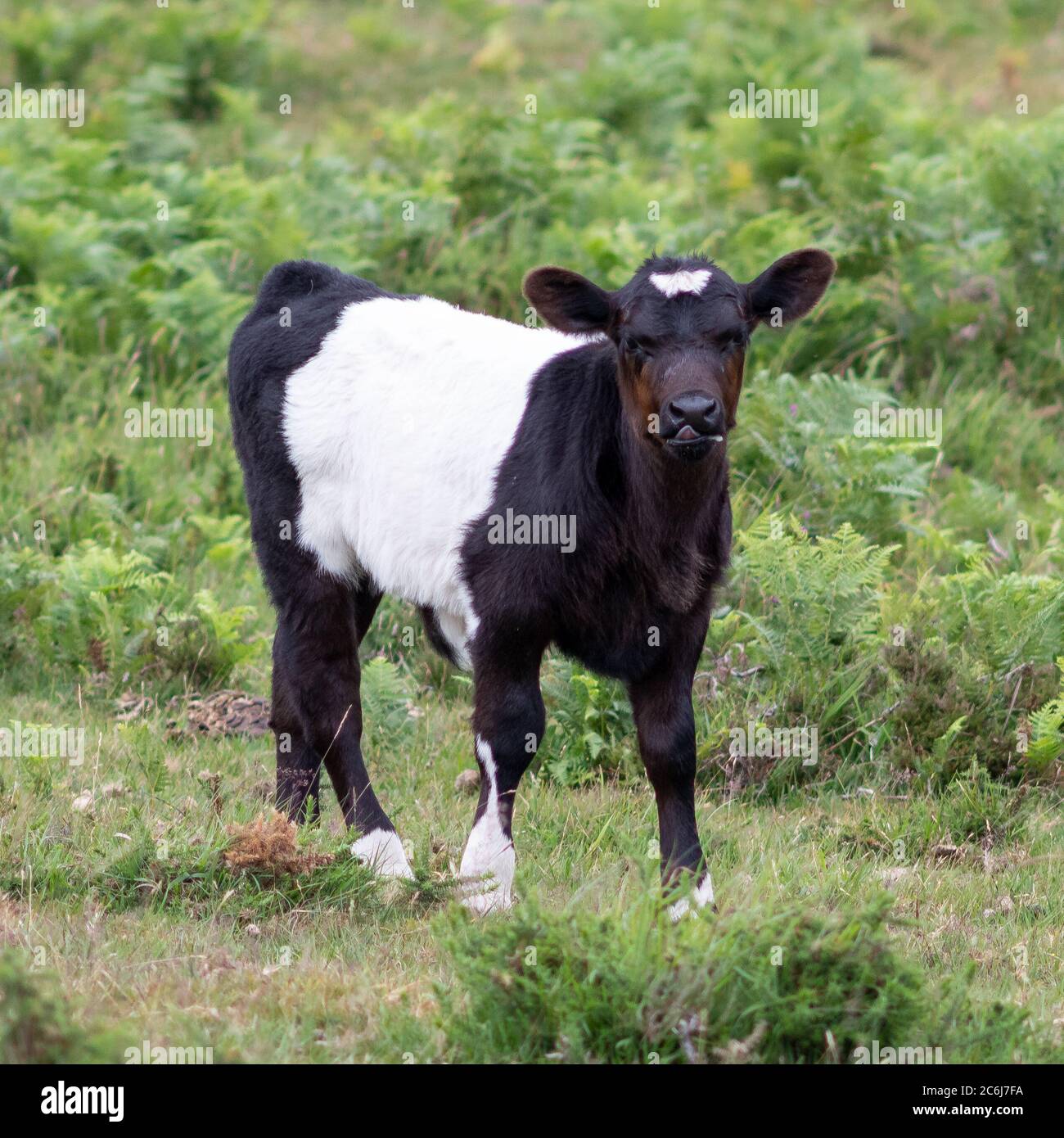 Young calf black white hi-res stock photography and images - Alamy