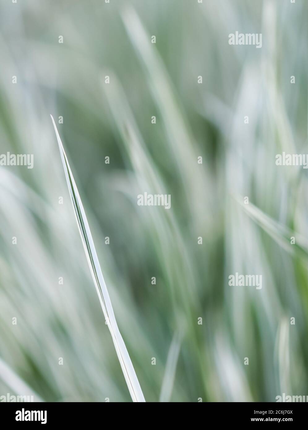 Decorative green and white striped grass.  Arrhenatherum elatius bulbosum variegatum. Soft focus. Natural background. Stock Photo