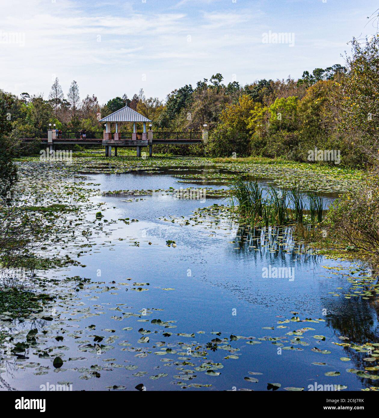 wetland marsh creating an aquatic habitat for plants and animals Stock  Photo - Alamy