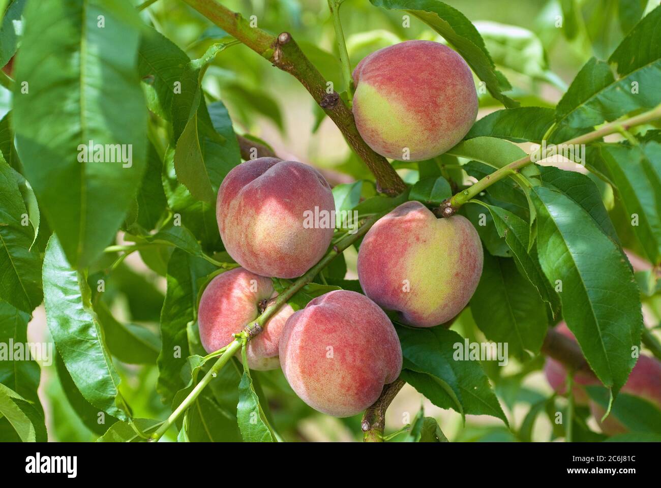 Pfirsich Prunus persica Frueher Roter Ingelheimer, Peach Prunus persica Formerly Red Ingelheim Stock Photo