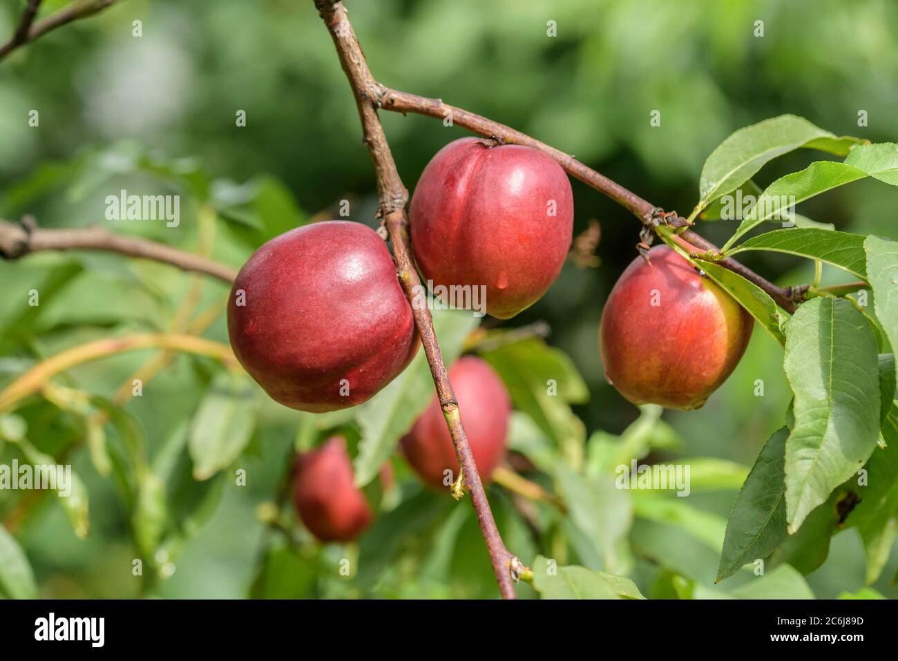 Nectarine trees hires stock photography and images Alamy