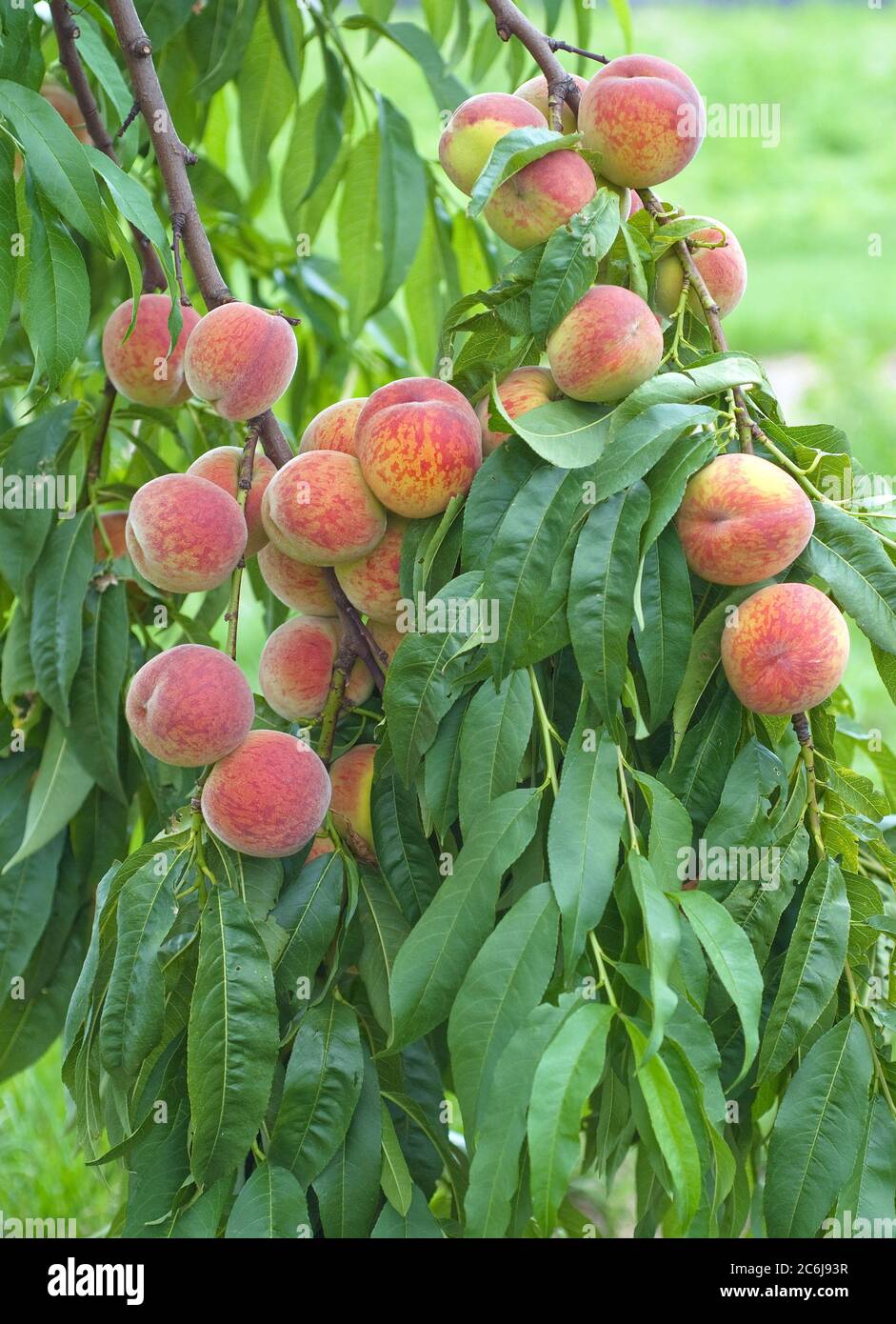 Pfirsich Prunus persica Pilot, Peach Prunus persica Pilot Stock Photo