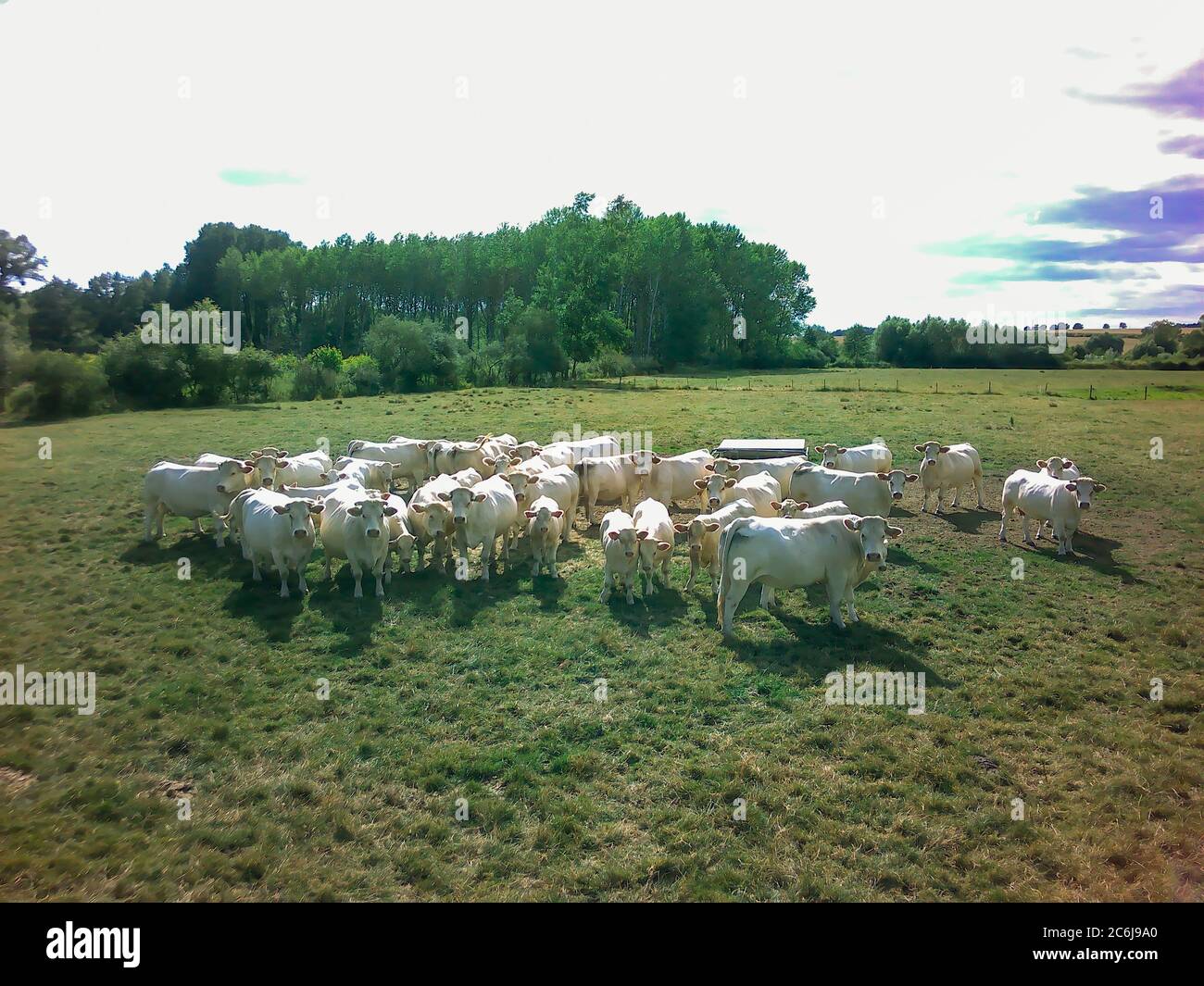 herd of cows in a pasture Stock Photo - Alamy