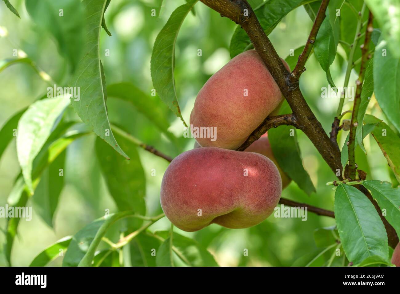 Teller-Pfirsich Prunus persica Platifun, Dish Peach Prunus persica Platifun Stock Photo