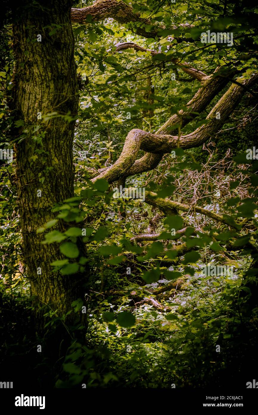 The atmospheric ancient Metha Woods in the Lappa Valley near St Newlyn East in Cornwall. Stock Photo