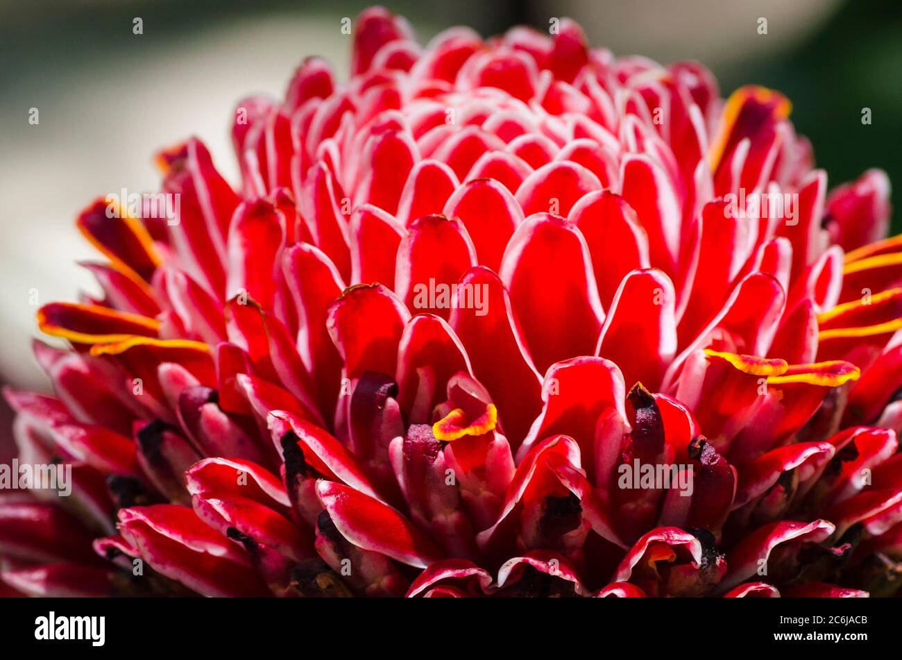 Etlingera elatior, known as torch ginger, ginger flower, red ginger