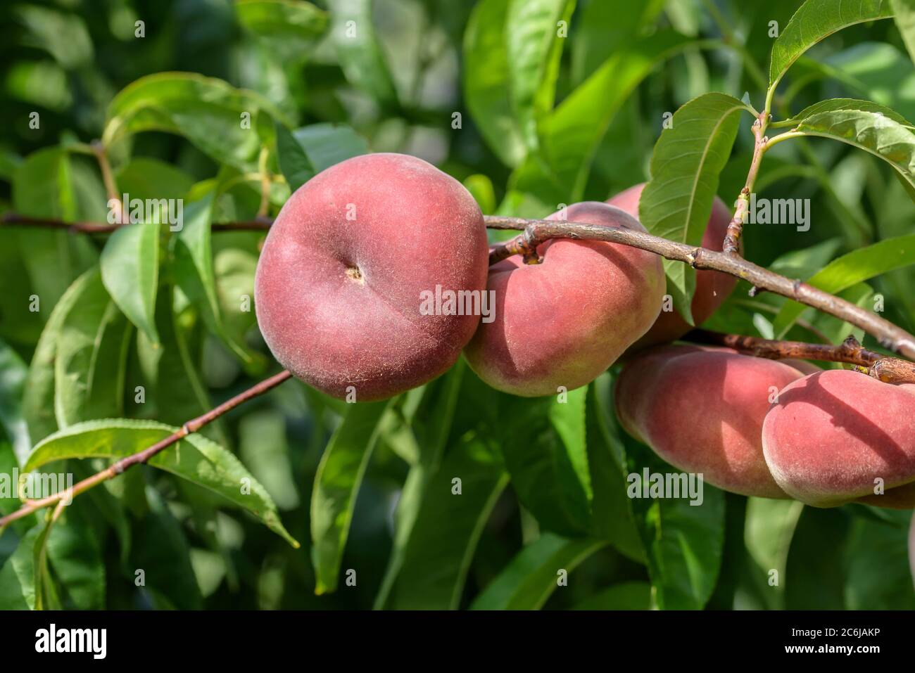 Teller-Pfirsich Prunus persica Sweet Platicarpa, Dish Peach Prunus persica Sweet Platicarpa Stock Photo