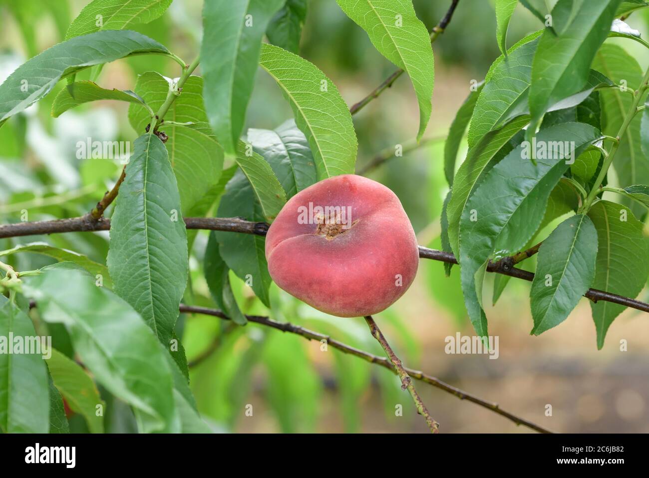 Teller-Pfirsich Prunus persica Ufo 4, Dish Peach Prunus persica UFO 4 Stock Photo