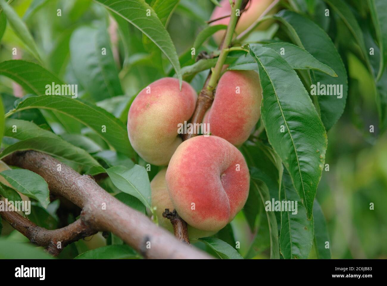 Teller-Pfirsich Prunus persica Weinbergpfirsich, Dish Peach Prunus persica vineyard peach Stock Photo