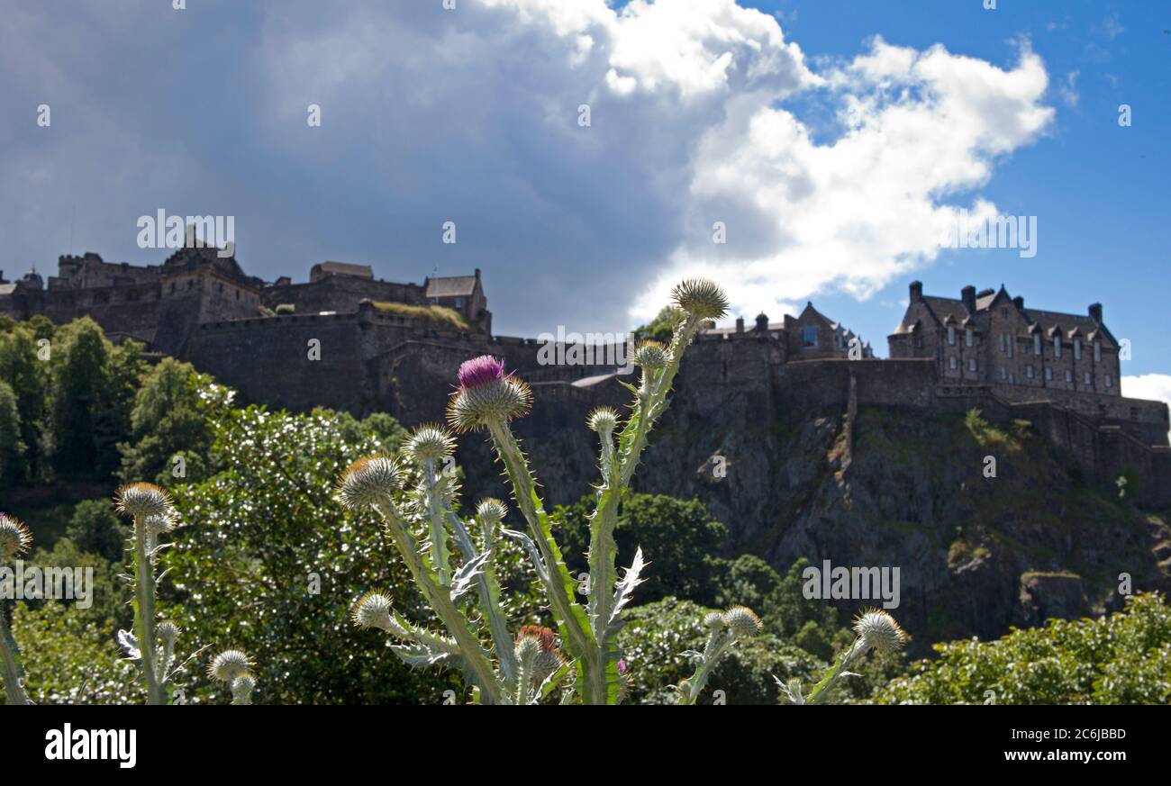 Edinburgh, Scotland, UK. 10th July 2020. Temperature 18 degrees centigrade and sunny. Pictured: These thistle plants (Onopordum acanthium) bathed in sunshine provide a fitting foreground for the historic Edinburgh Castle which is in shade in the background and of course currently without any visitors, the plants are always admired by tourists and residents as they come into flower one by one in Princes Street Gardens West during summer. Stock Photo