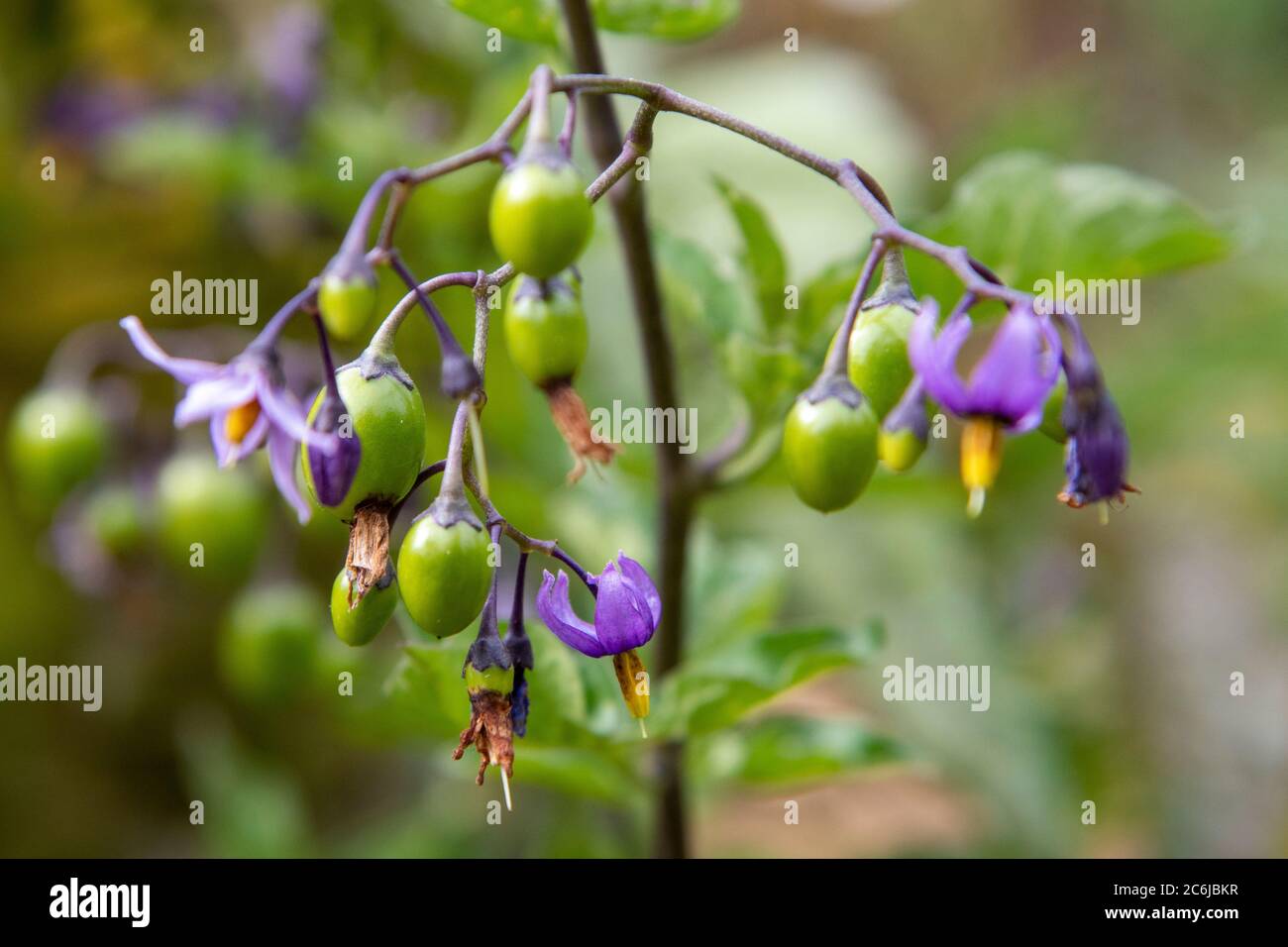 Deadly Nightshade (Atropa Belladonna) flowers and berries Stock Photo