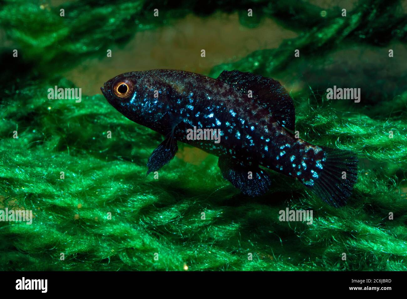 Everglades pygmy sunfish (Elassoma evergladei) Stock Photo