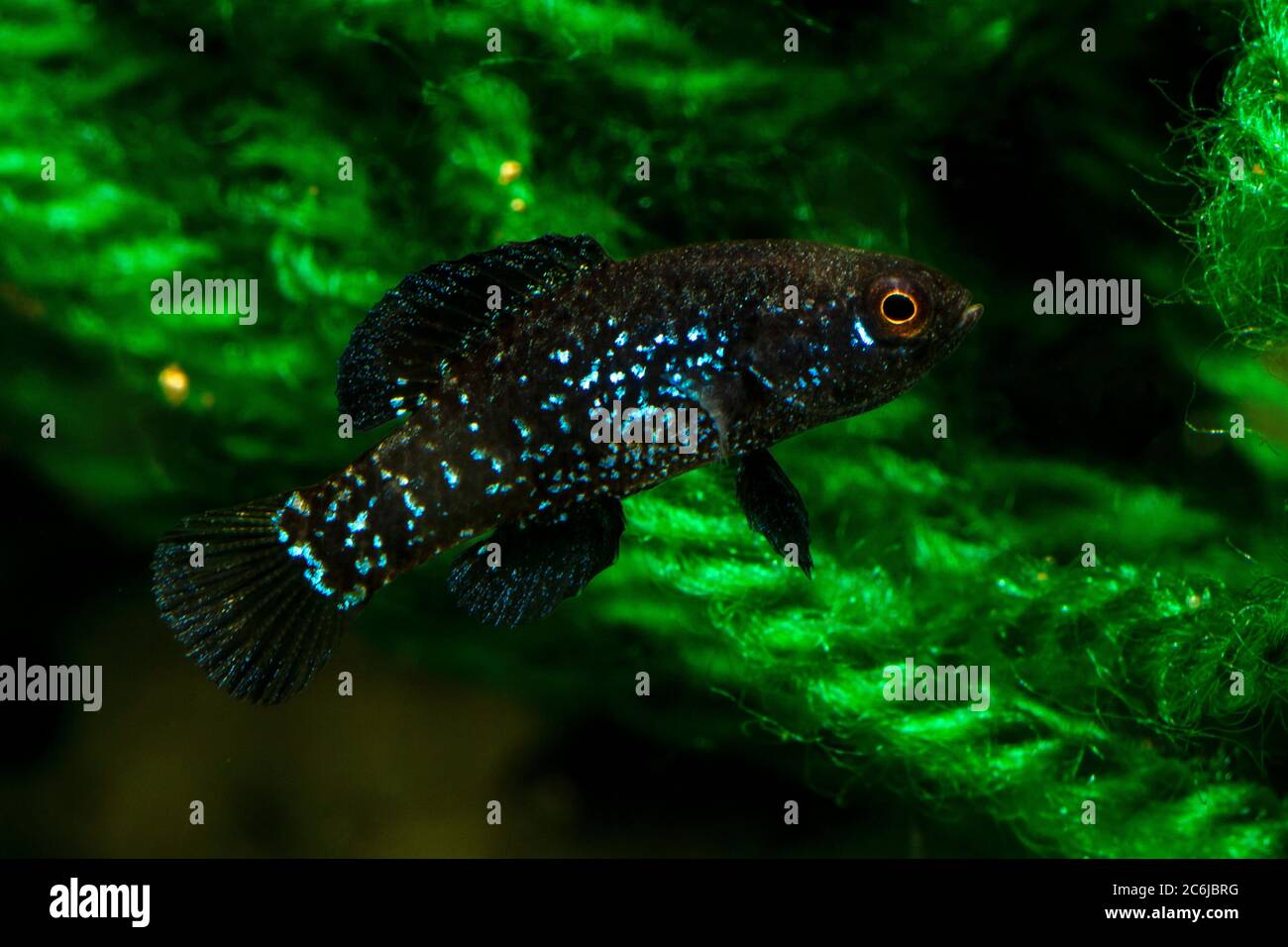 Everglades pygmy sunfish (Elassoma evergladei) Stock Photo