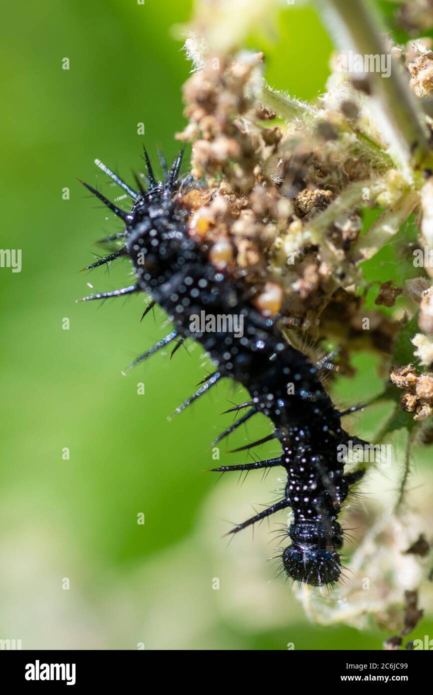Caterpillars of peacock butterfly feeding on nettle hires stock photography and images Alamy