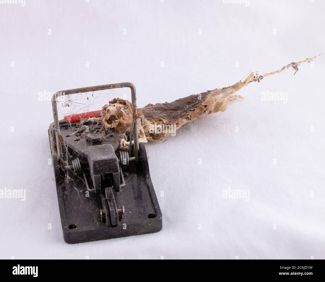 Dessicated mouse, Mus musculus, caught in a mousetrap and left for years on white background Stock Photo