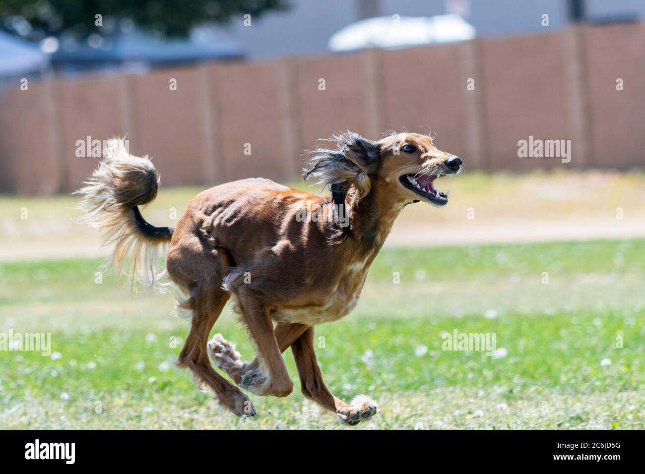 Saluki dog chasing a lure in the grass at a lure coursing trial Stock