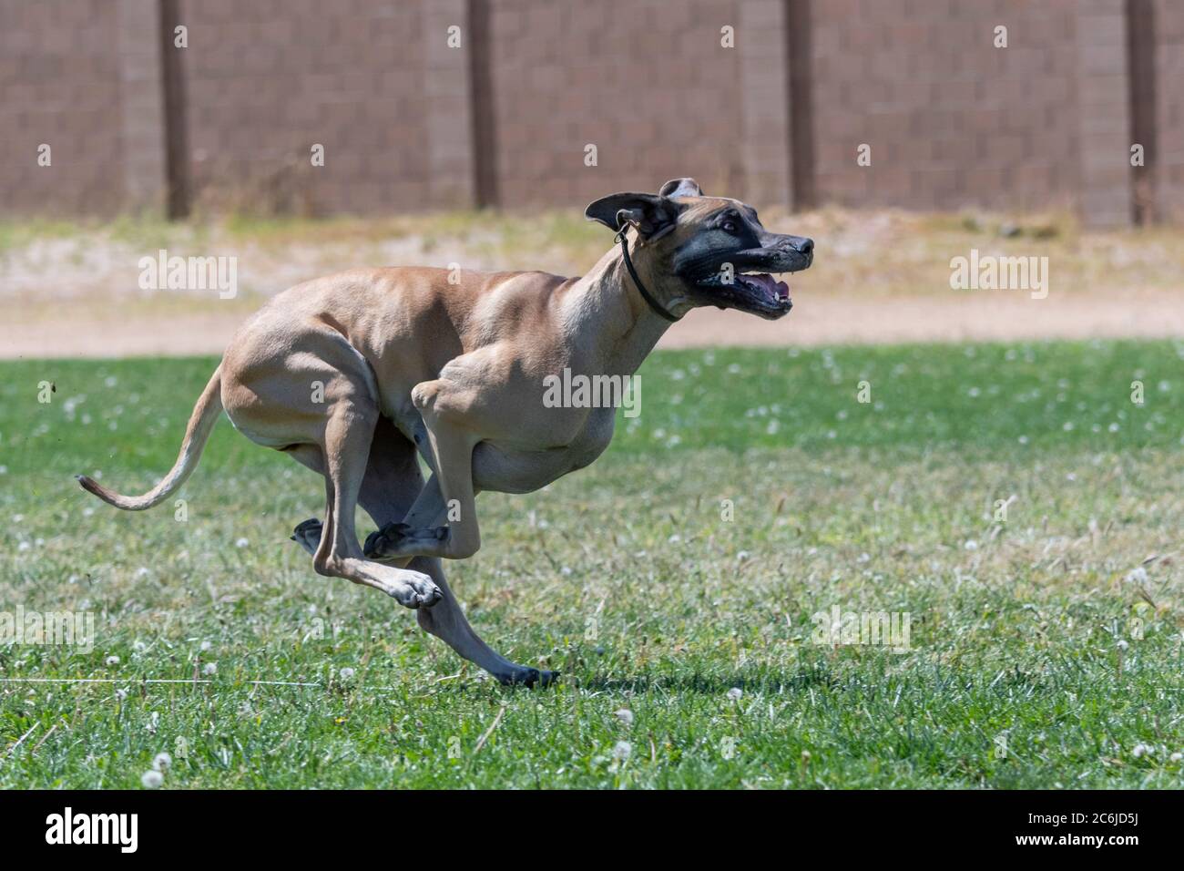 Are Great Danes Fast
