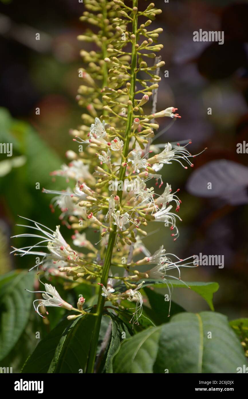 Bottlebrush grass tree hires stock photography and images Alamy