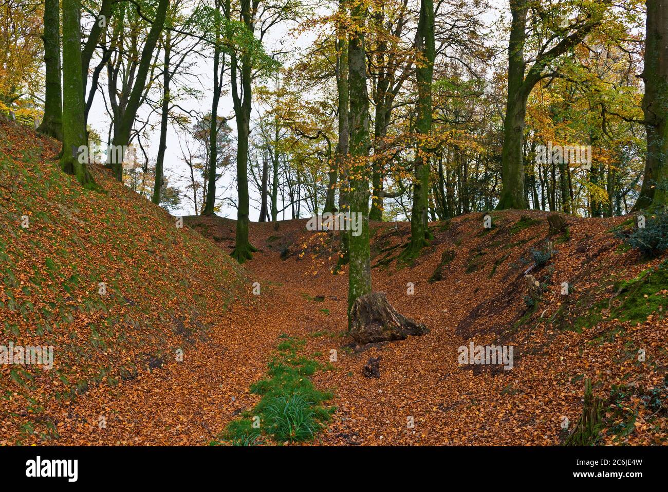 Autumnal colours in the wooded hillsides of the iron age hillfort on Woodbury Common in the East Devon Area of Outstanding Natural Beauty. Stock Photo