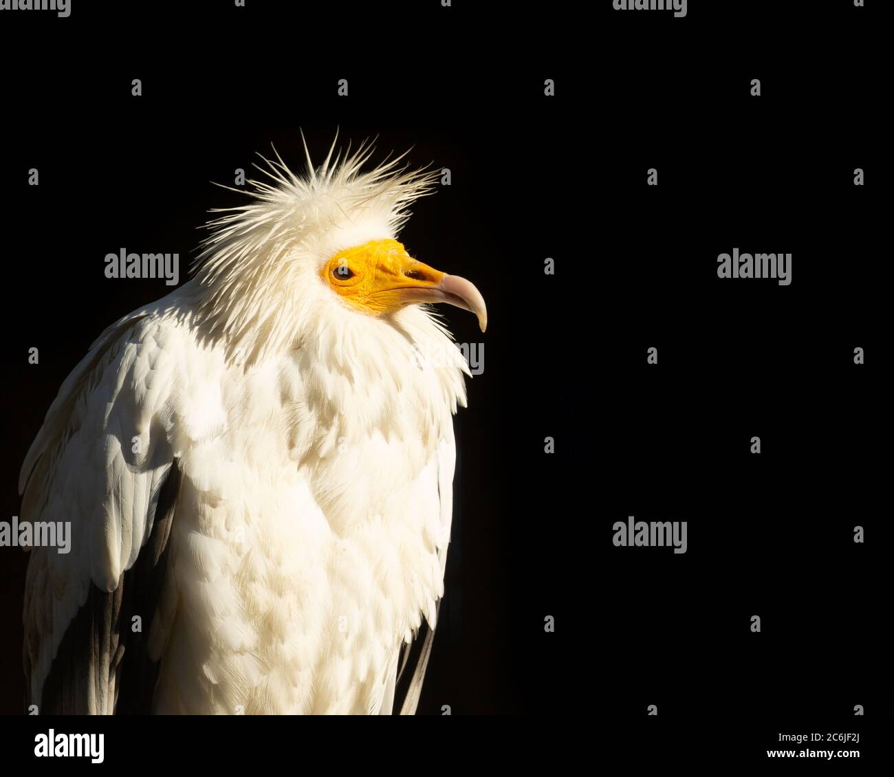 Egyptian vulture, dark blurred background Stock Photo