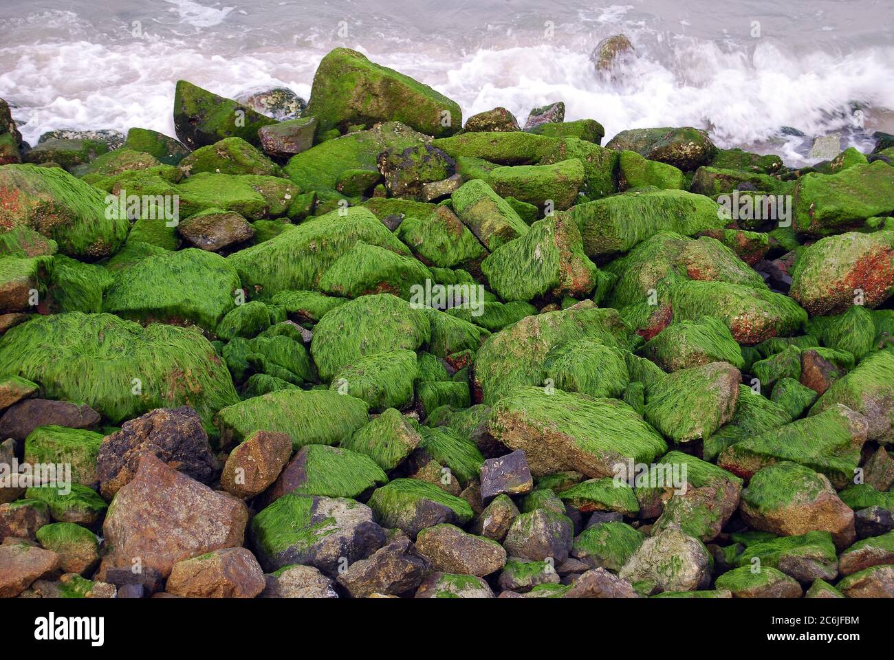 Stones covered with seaweed at low tide Stock Photo